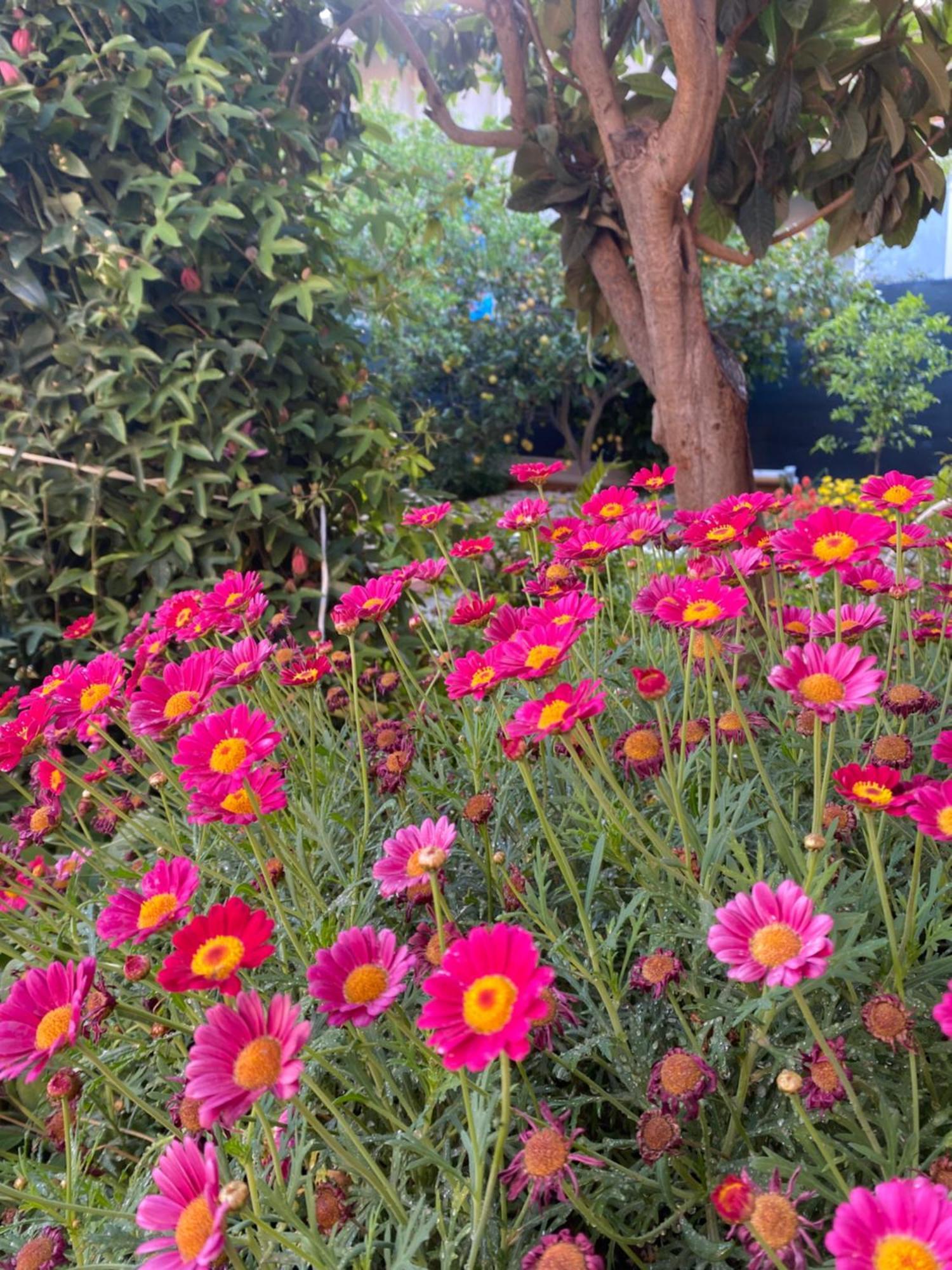 Tesori Del Sinis Villa Càbras Exteriör bild